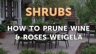 How to Prune Wine amp Roses Weigela [upl. by Mahsih]