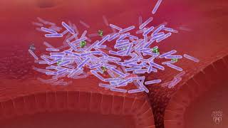 The Gut Microbiome and C difficile [upl. by Davita]