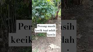 Perong di kawini kucing liar [upl. by Domph998]