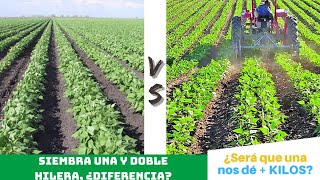 Siembra a UNA vs DOBLE hilera  ¿Cuál OTORGA MAYOR producción📈 [upl. by Olatha]