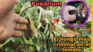 Como controlar fusarium en tomate la emfermedad más criminal en el cultivo [upl. by Eeral]