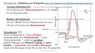 Nervensystem 3 Aktionspotential und Rezeptoren [upl. by Erehs]