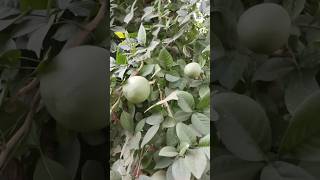 Bel ka ped bilv varkshbelpatrashortvideo nature horticulture gardening viralvideo [upl. by Eberhard]