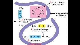 Structural motifs of protein [upl. by Llenel67]