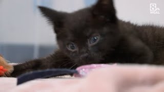 Kitten with wobbly cat syndrome saved from being euthanized [upl. by Ecinerev]