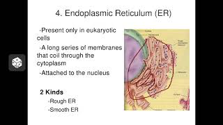 Eukaryotic Membranous Organelles [upl. by Ancalin579]