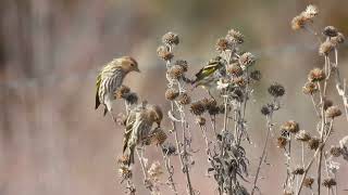 Happy to see so many Pine Siskins in one place [upl. by Aylward]