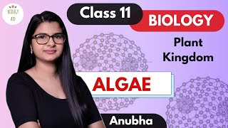 Class 11  Algae Plant Kingdom  NCERT [upl. by Zosema]