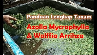 Panduan Lengkap Menanam Azolla Mycrophylla dan Wolffia Arrihza [upl. by Tenom]