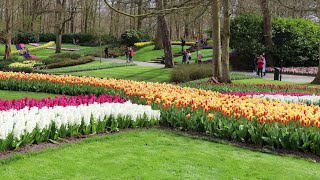 Keukenhof Garden opens its doors in 2021 after two years [upl. by Assirual]