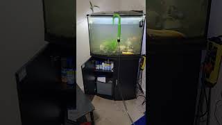 36 Gallon Bow Front Aquarium Water changes [upl. by Hersch]