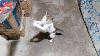 amazing cat playing a butterfly toy please watch this [upl. by Wichman]