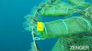 How Radical Seaweed Farm Removes Toxic Waste Before It Reaches The Sea [upl. by Anderson868]