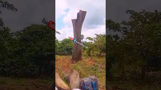 Wonders as mysterious tree resurrected in Kintampo South After being cut Down 🤔 [upl. by Thormora]