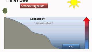 Ökologie Aufbau des Sees Jahreszeiten [upl. by Sven]