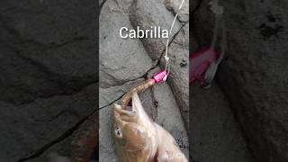 Cabrilla infaltable fishing pesca panama pescando pescadeorilla [upl. by Kciredohr]