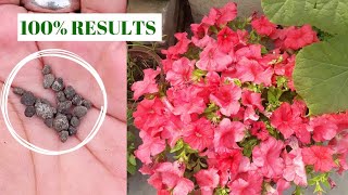 add 78 granules of this to get bumper flowering on Petunia Petunia plant care amp tips [upl. by Aruon]