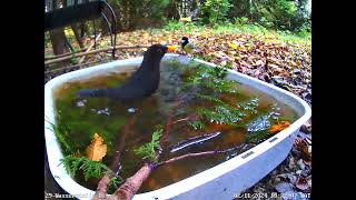 Amsel Hahn und Kohlmeise baden 02112024 [upl. by Akkire404]