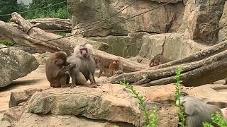 Hamadryas Baboon family in Berlin Zoo [upl. by Eerased]