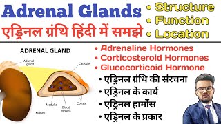 Testosterone Hormone Kya Hota Hai Function of Testosterone Hormone  Sex Hormone [upl. by Nirak]