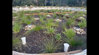 Inspection of Filterra® Bioretention at Ingleburn Western Sydney NSW [upl. by Rodenhouse116]