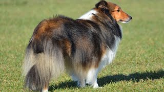 The Shetland Sheepdog An Ideal Breed for Agility Training [upl. by Yespmed]