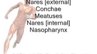 Nasal Cavity Components mnemonic [upl. by Ahcorb600]