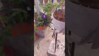 Aparajita plant youtube gardening ytstudioes garden soniyadav9772 [upl. by Katharyn]