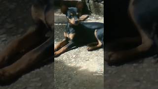 Toby latindo pinscher fofo cachorro pet petsvlog [upl. by Demahom]