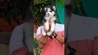 Siberian Husky male puppy available gayatri pet shop pandharpur amp pune 9529626115 [upl. by Ramedlaw]