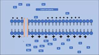 Canales Iónicos  Fisiología Celular [upl. by Bodrogi778]