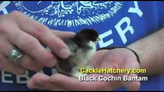 Black Cochin Bantam Chicken Breed [upl. by Annohsak]