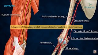 Anatomy of Brachial Artery  Origin  Course  Branches and Relations  USMLE  FMGE and Neet PG [upl. by Rivers]