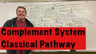 Complement System Classical Pathway [upl. by Arimahs615]