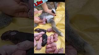 Cuteness overload Rabbit gives birth to tiny bunnies rabbitgivingbirth cutebaby rabbit short [upl. by Jyoti715]