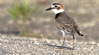 Wilsons Plover Call [upl. by Sergo]