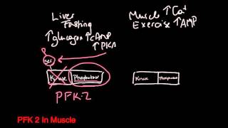 PFK 2 Liver vs Muscle [upl. by Costin783]