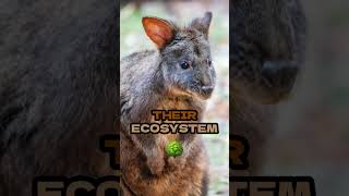 Discover the Adorable Tasmanian Pademelon TasmanianPademelon cuteanimals wildlifewonders [upl. by Omrelliug]