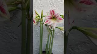 QUE HACER DESPUÉS DE LA FLORACIÓN DE AMARILIS LIRIOS y AZUCENAS hippeastrum amaryllis amaryllis [upl. by Oilicec]