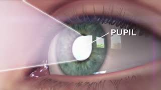 How eyes works Animation explained within one minute [upl. by Aihsoj]