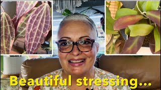 TOP 5 STRESSED HOYAS IN MY COLLECTION Care tips and blooms 🙋🏼‍♀️🪴 S1E15 [upl. by Anicnarf]