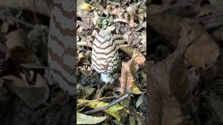 Coprinopsis picacea  Гнойовик сорочий mushroom nature природа ліс wildlife [upl. by Stanfield126]