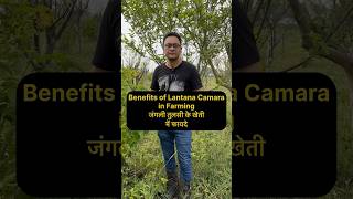 Lantana Camara  जंगली तुलसी naturalfarming [upl. by Cathey509]