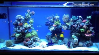 Schwings Reef Tank 500l 130gal 2 months  powered by ATI sunpower Vortech mp40W amp NYOS [upl. by Attenyt682]