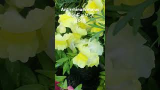 Antirrhinum majusキンギョソウ금어초 꽃말quot수다쟁이quot 金魚草 Snapdragon 현삼과 꽃이름 Flower name 花の名前 [upl. by Corinna]