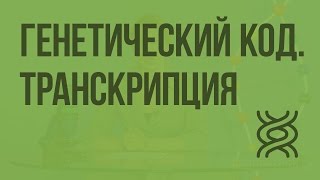 Генетический код Транскрипция Видеоурок по биологии 10 класс [upl. by Donough]