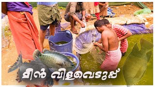 മീൻ വിളവെടുപ്പ് anabas fish farming in kerala silopi fish nectar fish avolikattuppara fish farm [upl. by Undine141]