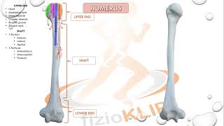 humerus osteology  humerus anatomy  humerus muscle attachments [upl. by Refenej76]