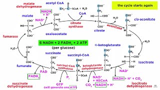 Cellular Respiration Part 2 The Citric Acid Cycle [upl. by Enelaj]