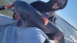 Trophy Catfish being caught on Lake Tawakoni with Guide Keith Parks [upl. by Barbara-Anne337]